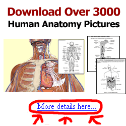 Human Anatomy